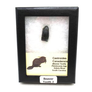Genuine Cretaceous Age Castoroides Canadensis Beaver Tooth Fossil For Sale From South Carolina #2