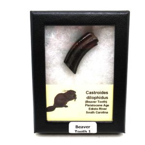 Genuine Cretaceous Age Castoroides dilophidus Beaver Tooth Fossil For Sale From South Carolina #1