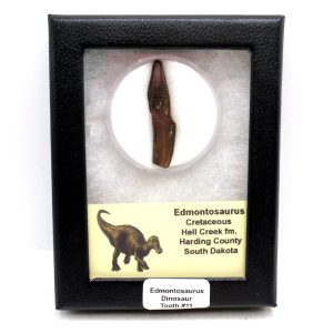Genuine Cretaceous Age Edmontosaurus Dinosaur Tooth Fossil for Sale from South Dakota #11