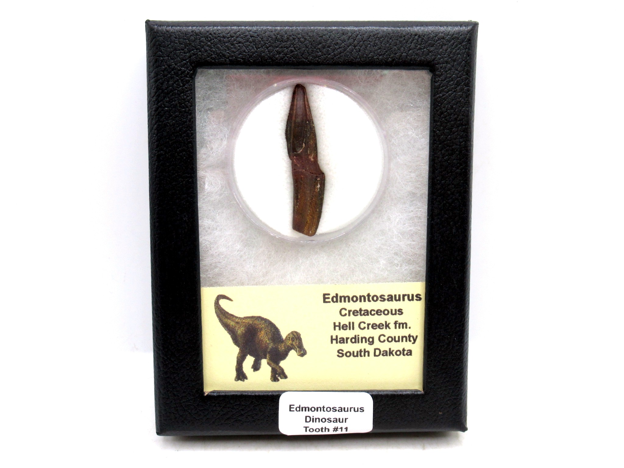 South Dakota Cretaceous Edmontosaurus Dinosaur Tooth 11 | Fossils for Sale Genuine Cretaceous Age Edmontosaurus Dinosaur Tooth Fossil for Sale from South Dakota #11