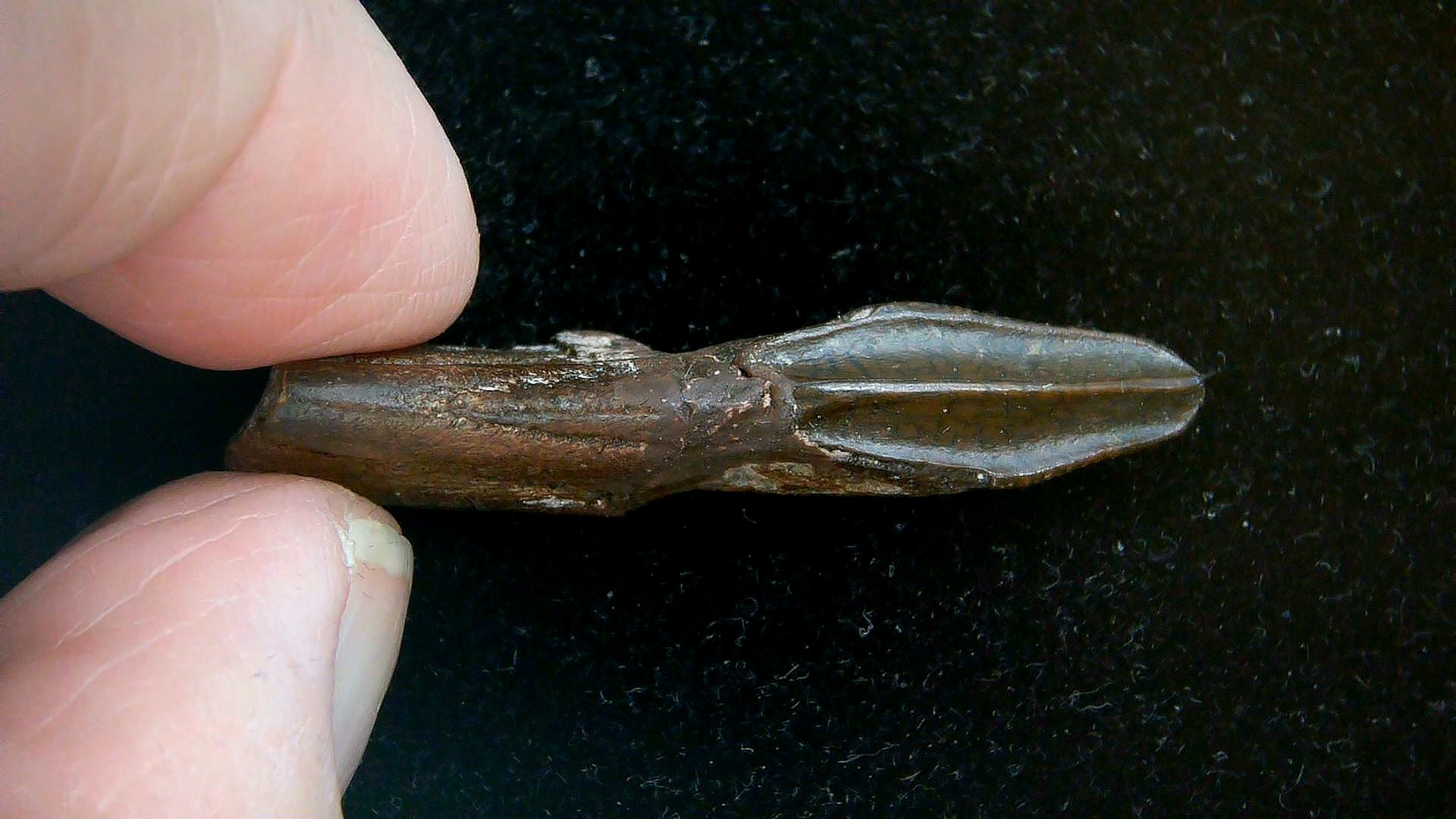 South Dakota Cretaceous Edmontosaurus Dinosaur Tooth 11a | Fossils for Sale Genuine Cretaceous Age Edmontosaurus Dinosaur Tooth Fossil for Sale from South Dakota #11a