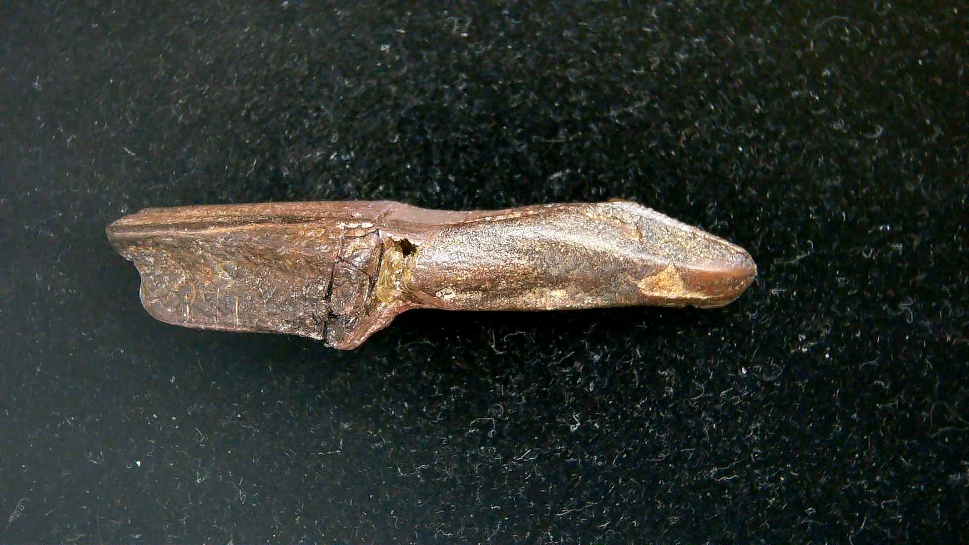 South Dakota Cretaceous Edmontosaurus Dinosaur Tooth 11b | Fossils for Sale Genuine Cretaceous Age Edmontosaurus Dinosaur Tooth Fossil for Sale from South Dakota #11b