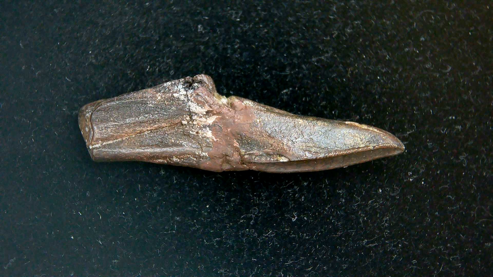 South Dakota Cretaceous Edmontosaurus Dinosaur Tooth 11c | Fossils for Sale Genuine Cretaceous Age Edmontosaurus Dinosaur Tooth Fossil for Sale from South Dakota #11c