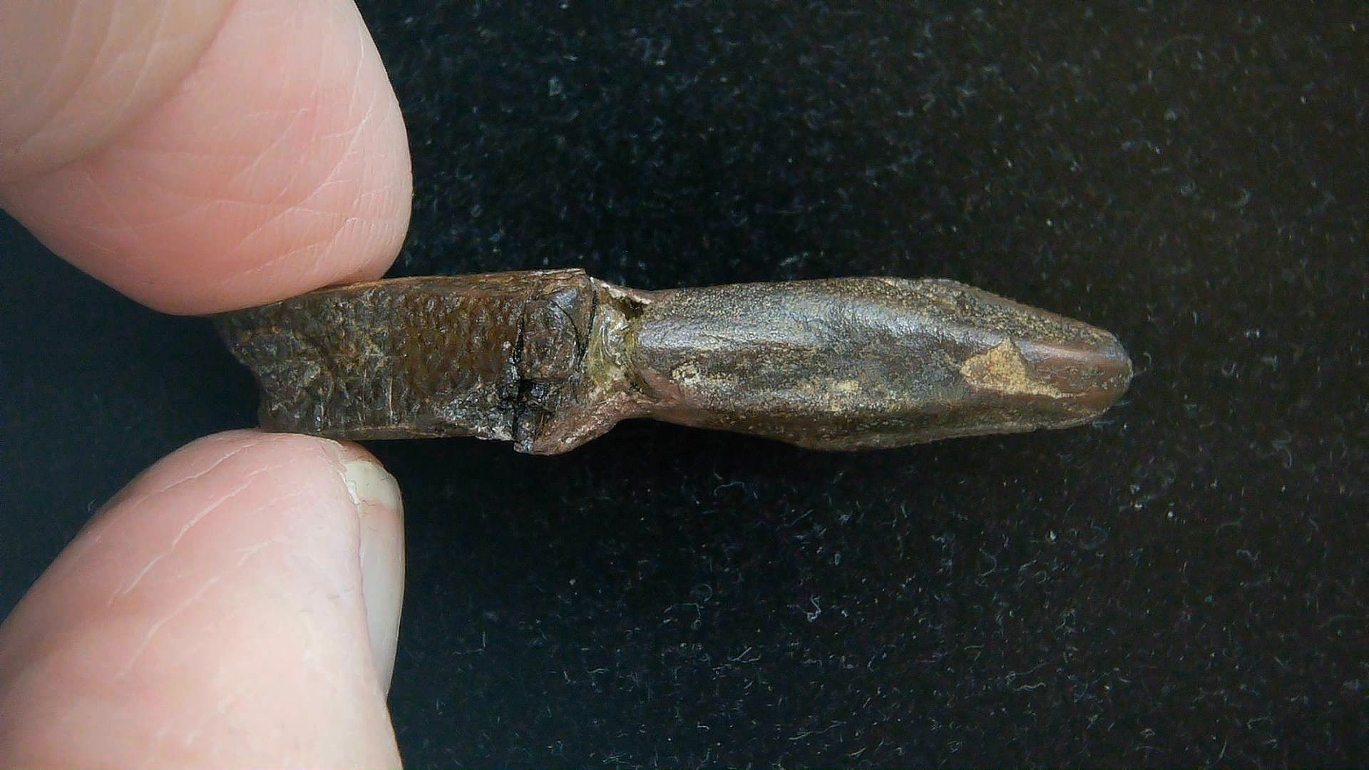 South Dakota Cretaceous Edmontosaurus Dinosaur Tooth 11d | Fossils for Sale Genuine Cretaceous Age Edmontosaurus Dinosaur Tooth Fossil for Sale from South Dakota #11d