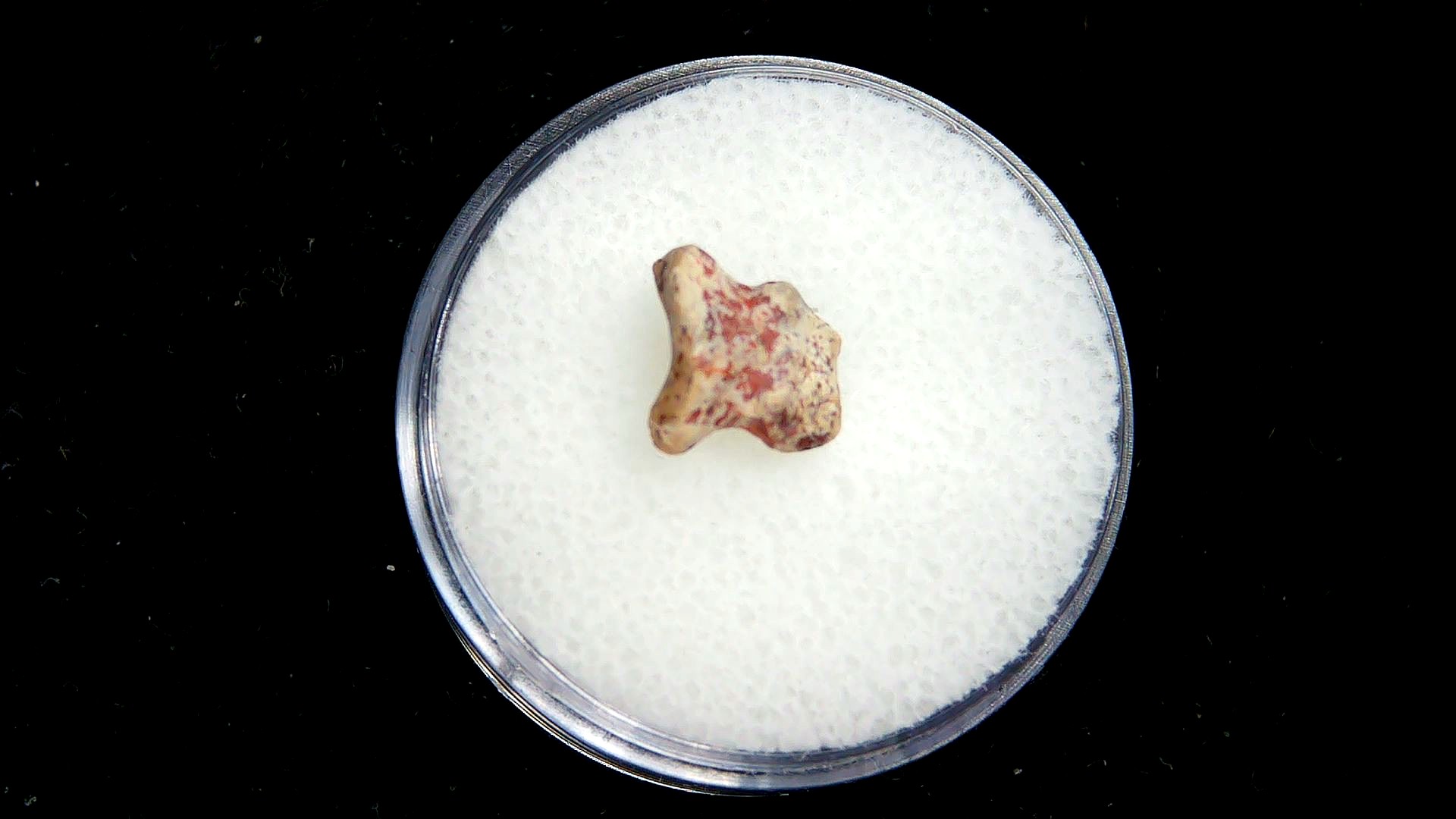 Texas Permian Age Edaphosaurus Synapsid Toe Bone 1 | Fossils for Sale Genuine Permian Age Edaphosaurus Synapsid Toe Bone Fossils for Sale from Texas #1