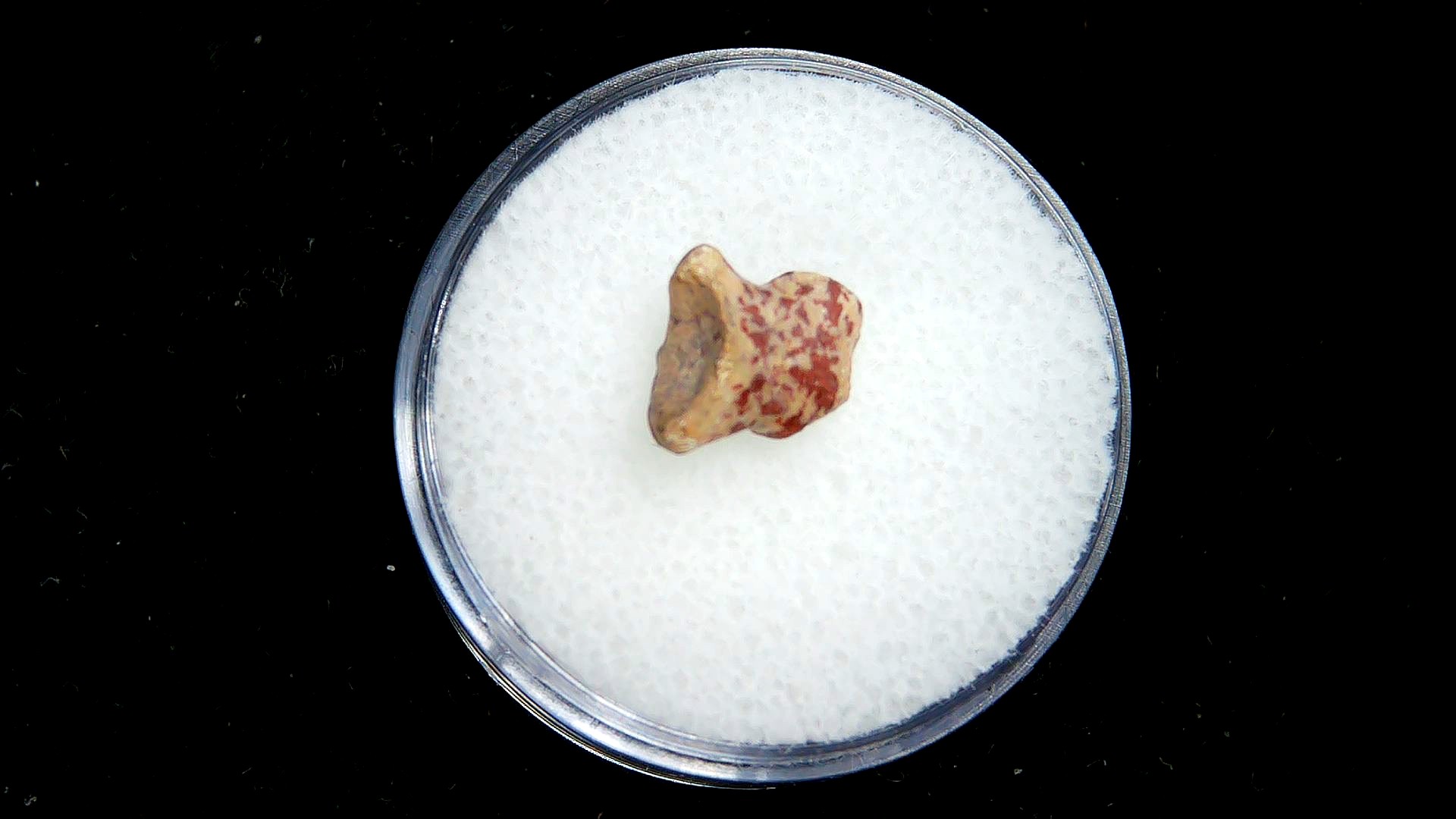 Texas Permian Age Edaphosaurus Synapsid Toe Bone 1a | Fossils for Sale Genuine Permian Age Edaphosaurus Synapsid Toe Bone Fossils for Sale from Texas #1a