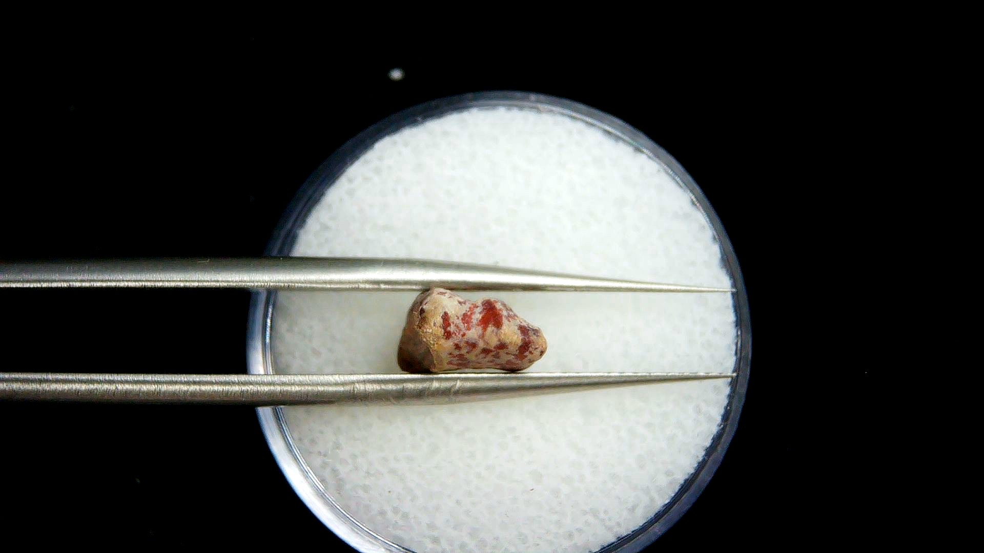 Texas Permian Age Edaphosaurus Synapsid Toe Bone 1b | Fossils for Sale Genuine Permian Age Edaphosaurus Synapsid Toe Bone Fossils for Sale from Texas #1b