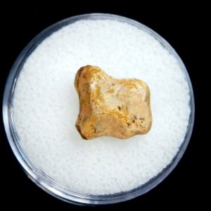 Genuine Permian Age Edaphosaurus Synapsid Toe Bone Fossils for Sale from Texas #2