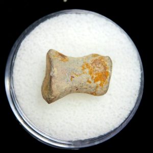 Genuine Permian Age Edaphosaurus Synapsid Toe Bone Fossils for Sale from Texas #3