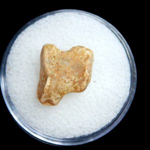 Genuine Permian Age Edaphosaurus Synapsid Toe Bone Fossils for Sale from Texas #4