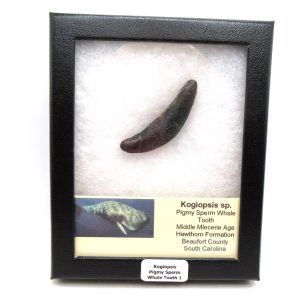 Kogiopsis Extinct Pigmy Sperm Whale Tooth from S. Carolina #1
