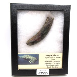 Kogiopsis Extinct Pigmy Sperm Whale Tooth from S. Carolina #3