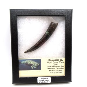 Kogiopsis Extinct Pigmy Sperm Whale Tooth from S. Carolina #4
