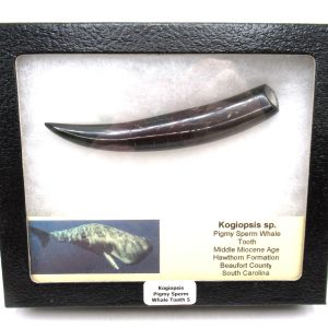 Kogiopsis Extinct Pigmy Sperm Whale Tooth from S. Carolina #5