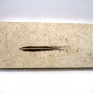 General Jurassic Age Hibolithes Belemnite Fossil from Germany for Sale #2