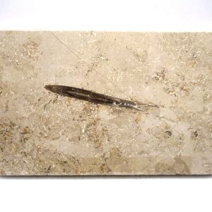 General Jurassic Age Hibolithes Belemnite Fossil from Germany for Sale #3