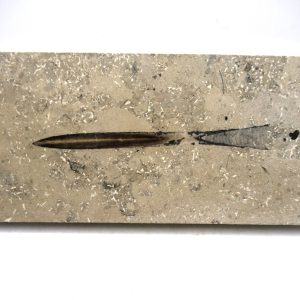 General Jurassic Age Hibolithes Belemnite Fossil from Germany for Sale #4