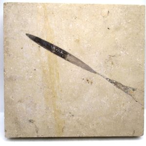 General Jurassic Age Hibolithes Belemnite Fossil from Germany for Sale #5