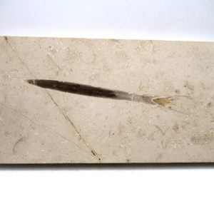 General Jurassic Age Hibolithes Belemnite Fossil from Germany for Sale #6