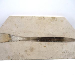 General Jurassic Age Hibolithes Belemnite Fossil from Germany for Sale #7