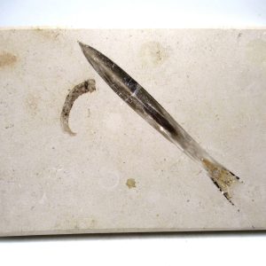 General Jurassic Age Hibolithes Belemnite Fossil from Germany for Sale #8