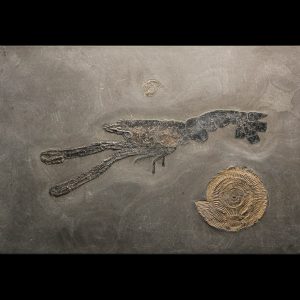 Holzmaden Germany Jurassic Lobster and Ammonite Plate 1 | Fossils for Sale Genuine Jurassic Age Lobster and Ammonite Plate Fossils for Sale from Germany #1