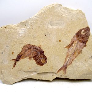 Lebanon Cretaceous Age Fish Fossil Plate 106 | Fossils for Sale Genuine Cretaceous Age Fish Fossil Plate for Sale from Lebanon #106