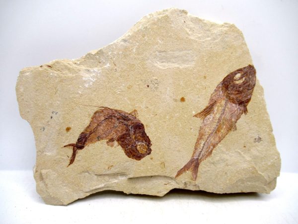 Lebanon Cretaceous Age Fish Fossil Plate 106 | Fossils for Sale Genuine Cretaceous Age Fish Fossil Plate for Sale from Lebanon #106