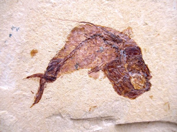 Lebanon Cretaceous Age Fish Fossil Plate 106b | Fossils for Sale Genuine Cretaceous Age Fish Fossil Plate for Sale from Lebanon #106b