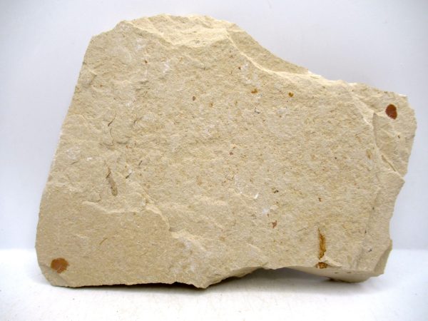 Lebanon Cretaceous Age Fish Fossil Plate 106c | Fossils for Sale Genuine Cretaceous Age Fish Fossil Plate for Sale from Lebanon #106c