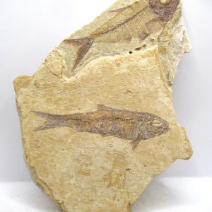 Lebanon Cretaceous Age Fish Fossil Plate 107 | Fossils for Sale Genuine Cretaceous Age Fish Fossil Plate for Sale from Lebanon #107