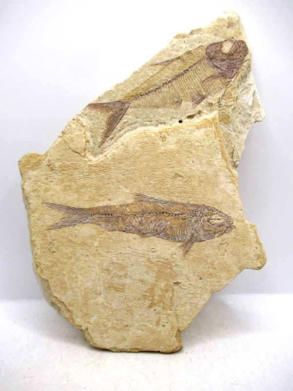 Lebanon Cretaceous Age Fish Fossil Plate 107 | Fossils for Sale Genuine Cretaceous Age Fish Fossil Plate for Sale from Lebanon #107