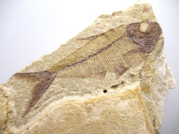 Lebanon Cretaceous Age Fish Fossil Plate 107a | Fossils for Sale Genuine Cretaceous Age Fish Fossil Plate for Sale from Lebanon #107a