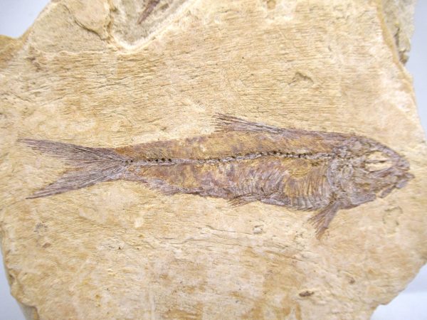 Lebanon Cretaceous Age Fish Fossil Plate 107b | Fossils for Sale Genuine Cretaceous Age Fish Fossil Plate for Sale from Lebanon #107b