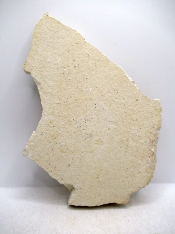 Lebanon Cretaceous Age Fish Fossil Plate 107c | Fossils for Sale Genuine Cretaceous Age Fish Fossil Plate for Sale from Lebanon #107c
