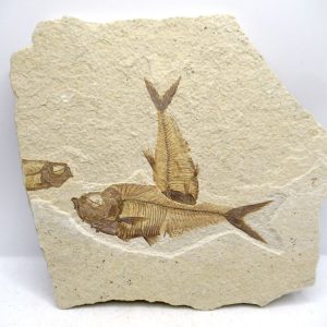 Lebanon Cretaceous Age Fish Fossil Plate 108 | Fossils for Sale Genuine Cretaceous Age Fish Fossil Plate for Sale from Lebanon #108