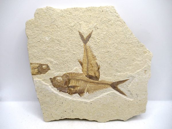 Lebanon Cretaceous Age Fish Fossil Plate 108 | Fossils for Sale Genuine Cretaceous Age Fish Fossil Plate for Sale from Lebanon #108