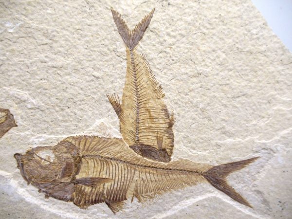 Lebanon Cretaceous Age Fish Fossil Plate 108a | Fossils for Sale Genuine Cretaceous Age Fish Fossil Plate for Sale from Lebanon #108a