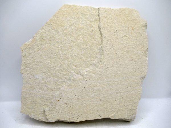 Lebanon Cretaceous Age Fish Fossil Plate 108c | Fossils for Sale Genuine Cretaceous Age Fish Fossil Plate for Sale from Lebanon #108c
