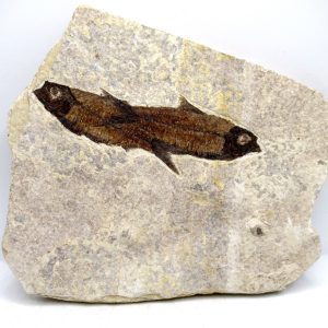 Lebanon Cretaceous Age Fish Fossil Plate 109 | Fossils for Sale Genuine Cretaceous Age Fish Fossil Plate for Sale from Lebanon #109