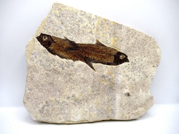 Lebanon Cretaceous Age Fish Fossil Plate 109 | Fossils for Sale Genuine Cretaceous Age Fish Fossil Plate for Sale from Lebanon #109