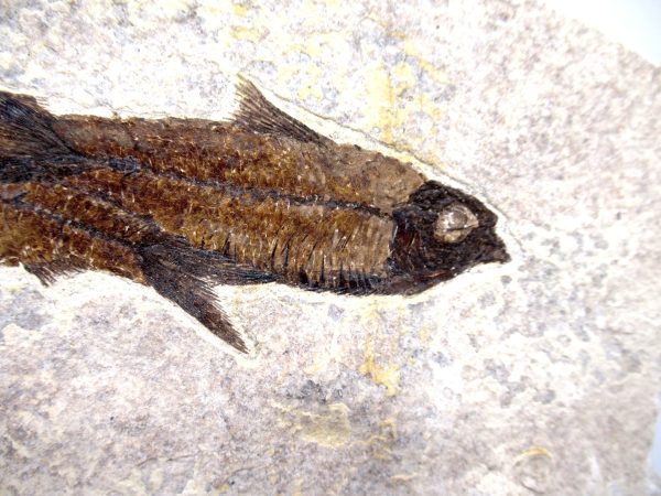 Lebanon Cretaceous Age Fish Fossil Plate 109a | Fossils for Sale Genuine Cretaceous Age Fish Fossil Plate for Sale from Lebanon #109a