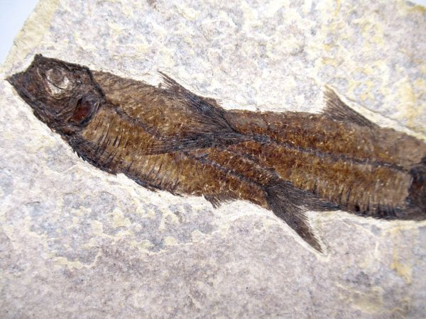 Lebanon Cretaceous Age Fish Fossil Plate 109b | Fossils for Sale Genuine Cretaceous Age Fish Fossil Plate for Sale from Lebanon #109b