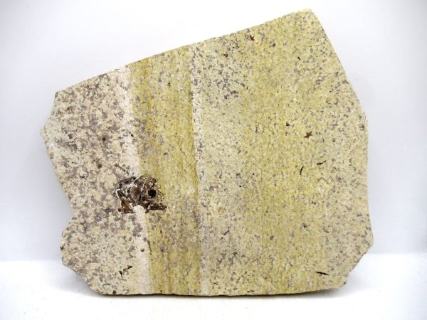 Lebanon Cretaceous Age Fish Fossil Plate 109c | Fossils for Sale Genuine Cretaceous Age Fish Fossil Plate for Sale from Lebanon #109c