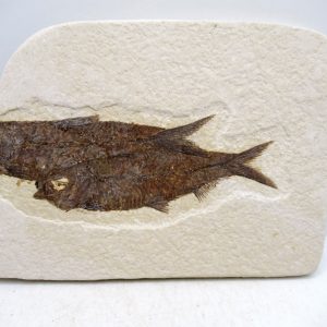 Lebanon Cretaceous Age Fish Fossil Plate 110 | Fossils for Sale Genuine Cretaceous Age Fish Fossil Plate for Sale from Lebanon #110
