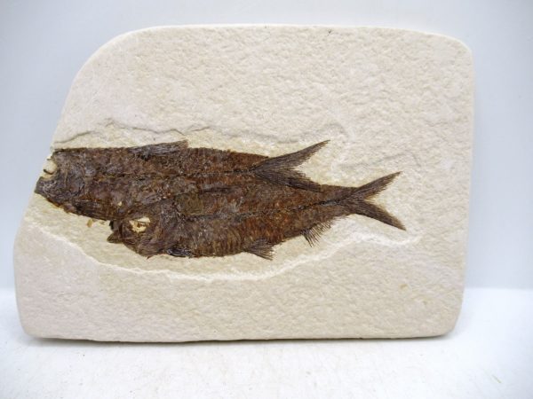 Lebanon Cretaceous Age Fish Fossil Plate 110 | Fossils for Sale Genuine Cretaceous Age Fish Fossil Plate for Sale from Lebanon #110