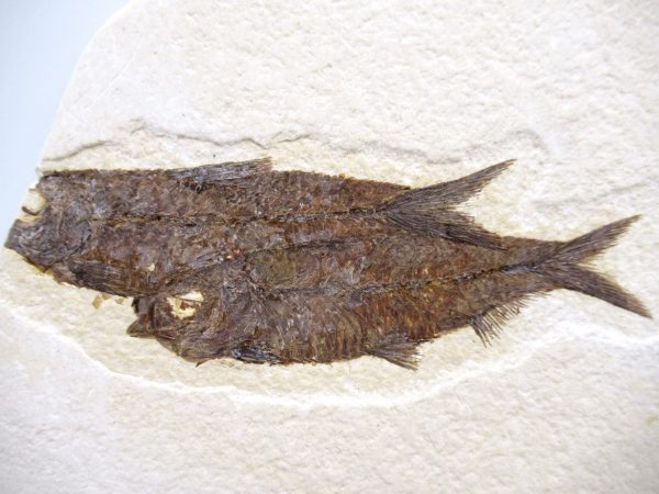 Lebanon Cretaceous Age Fish Fossil Plate 110a | Fossils for Sale Genuine Cretaceous Age Fish Fossil Plate for Sale from Lebanon #110a