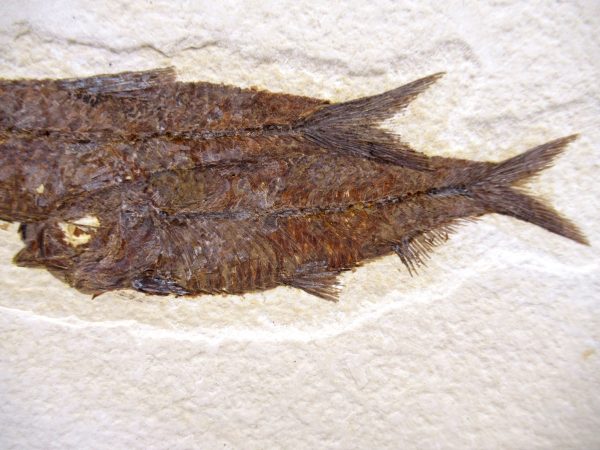 Lebanon Cretaceous Age Fish Fossil Plate 110b | Fossils for Sale Genuine Cretaceous Age Fish Fossil Plate for Sale from Lebanon #110b