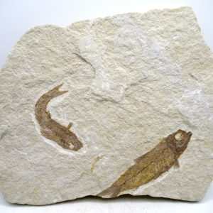 Lebanon Cretaceous Age Fish Fossil Plate 111 | Fossils for Sale Genuine Cretaceous Age Fish Fossil Plate for Sale from Lebanon #111