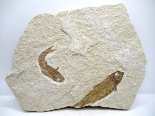 Lebanon Cretaceous Age Fish Fossil Plate 111 | Fossils for Sale Genuine Cretaceous Age Fish Fossil Plate for Sale from Lebanon #111